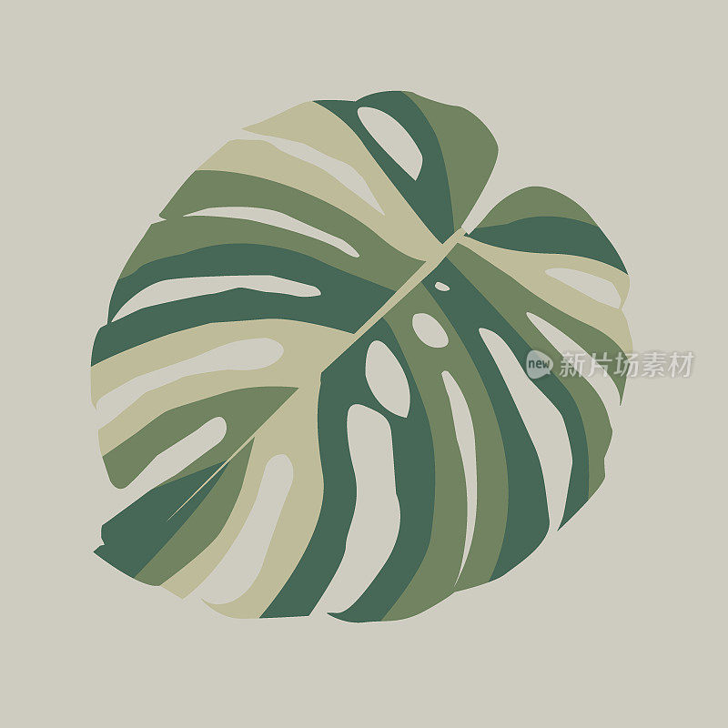 Monstera deliciosa热带叶背景